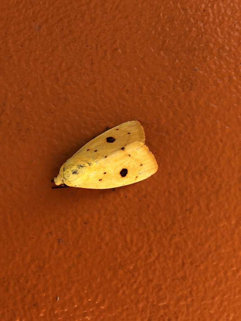 Earias novoguineana
