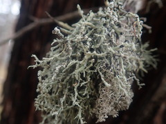 Dendrographa alectoroides