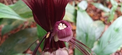 Tacca cristata