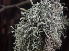 Dendrographa alectoroides