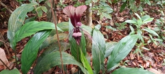 Tacca cristata
