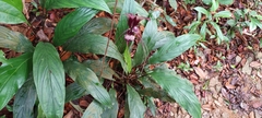 Tacca cristata