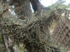 Dendrographa alectoroides