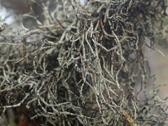 Dendrographa alectoroides