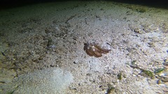Amphioctopus marginatus