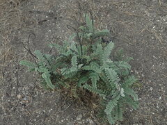 Astragalus nuttallii