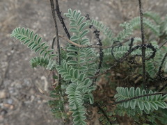 Astragalus nuttallii