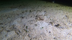 Amphioctopus marginatus