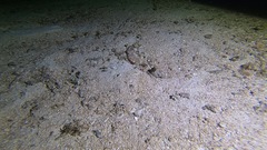 Amphioctopus marginatus