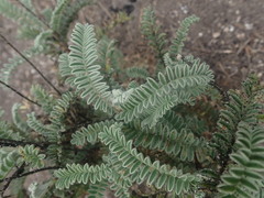 Astragalus nuttallii