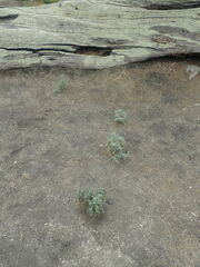 Astragalus nuttallii