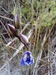 Thelymitra pulchella