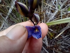 Thelymitra pulchella