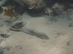 Myliobatis tenuicaudatus