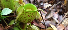 Nepenthes ampullaria