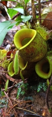 Nepenthes ampullaria