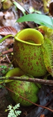 Nepenthes ampullaria
