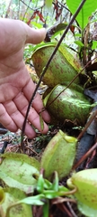Nepenthes ampullaria