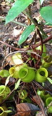 Nepenthes ampullaria