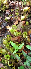 Nepenthes ampullaria