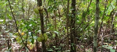 Nepenthes ampullaria