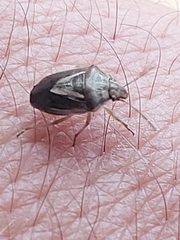 Aeliomorpha