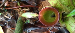 Nepenthes ampullaria