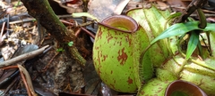 Nepenthes ampullaria
