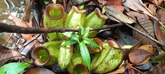 Nepenthes ampullaria