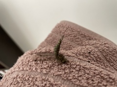 Proctarrelabis capensis