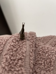 Proctarrelabis capensis