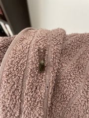 Proctarrelabis capensis