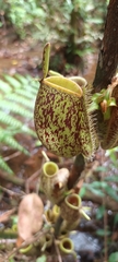 Nepenthes ampullaria