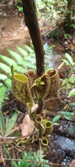 Nepenthes ampullaria