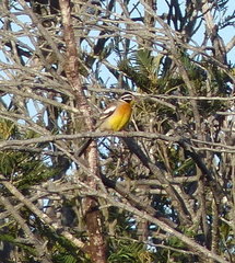 Emberiza flaviventris