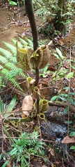 Nepenthes ampullaria