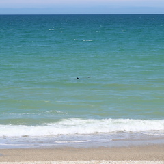 Cephalorhynchus hectori