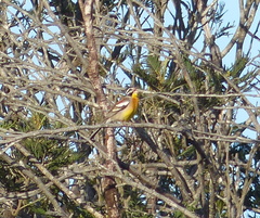 Emberiza flaviventris