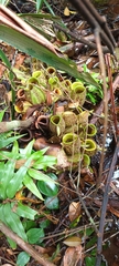 Nepenthes ampullaria