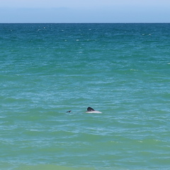 Cephalorhynchus hectori