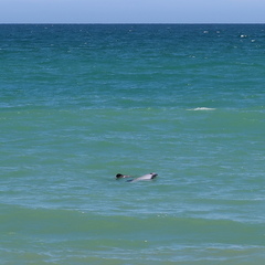 Cephalorhynchus hectori