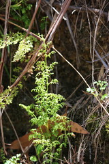 Lindsaea microphylla