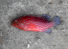 Cephalopholis miniata