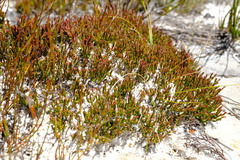 Erica leptopus