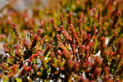 Erica leptopus