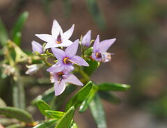 Halgania andromedifolia