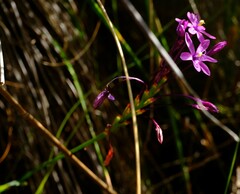 Thereianthus minutus