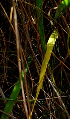 Thereianthus minutus
