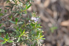 Halgania andromedifolia