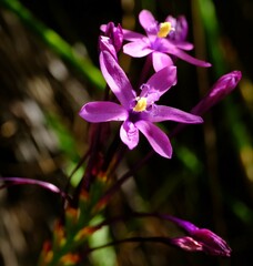 Thereianthus minutus
